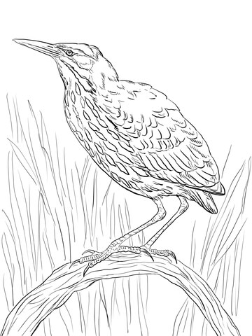 American Bittern Perched On A Branch Coloring Page